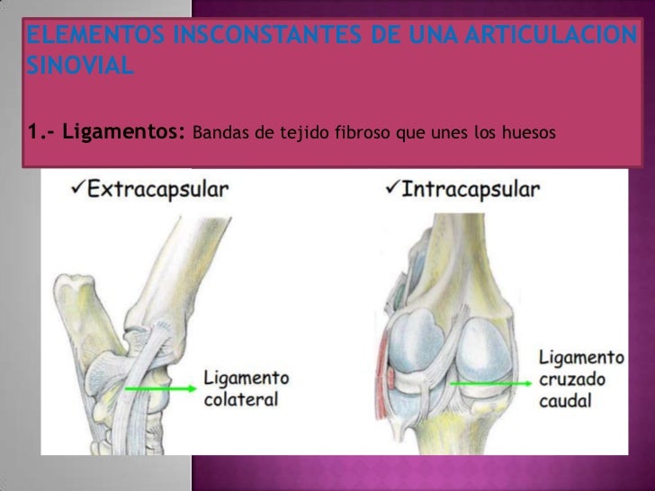 artrologia veterinaria